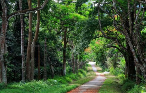 Cuc-Phuong-National-Park-Immerse-Yourself-In-Nature-Private-tour