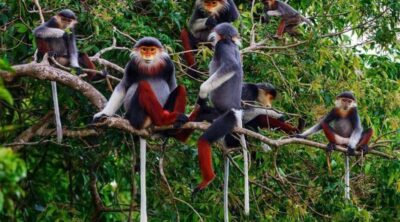 Hanoi-Cuc-Phuong-National-Park-The-Widelife-Discovery