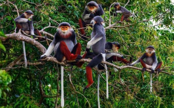 Hanoi-Cuc-Phuong-National-Park-The-Widelife-Discovery