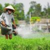 The-Simple-Beauty-Of-Tra-Que-Vegetable-Village