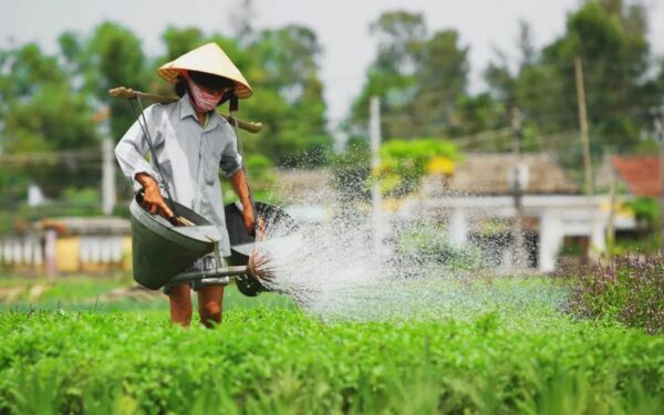 The-Simple-Beauty-Of-Tra-Que-Vegetable-Village