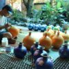Ha-Thai-Lacquer-Village