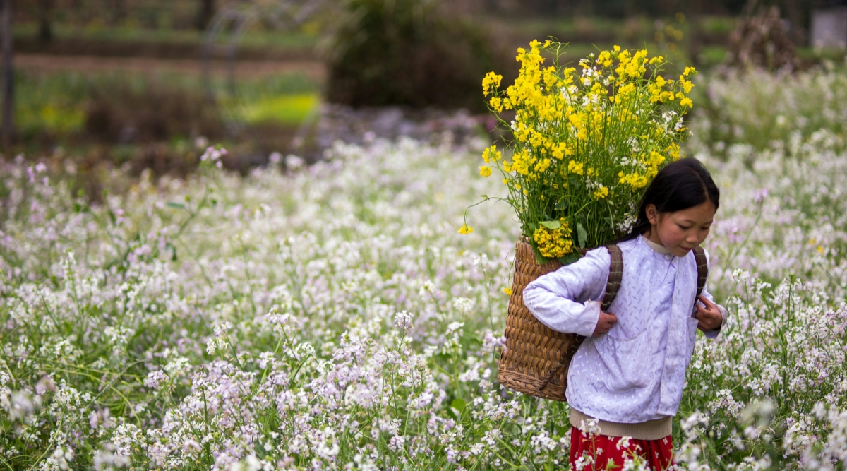 Ha Giang is brilliant with buckwheat flower season.