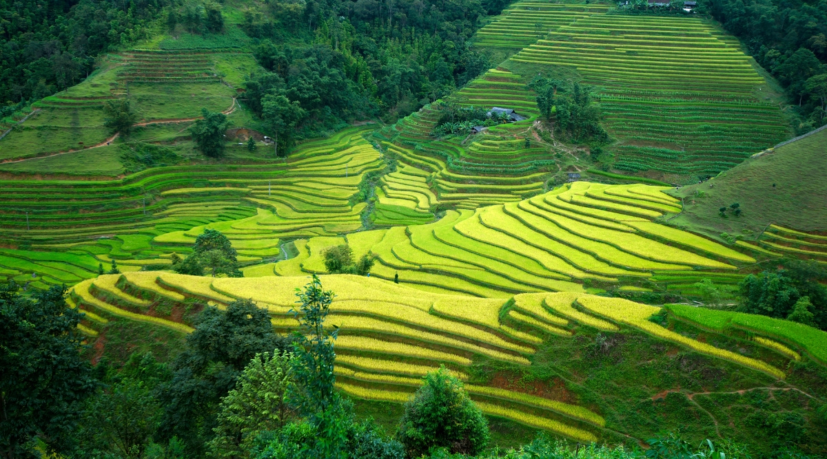 Ha Giang terrace fields
