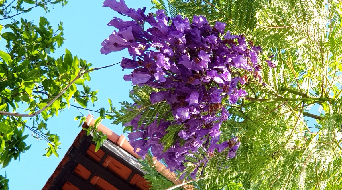 Hue - Forbidden Purple City