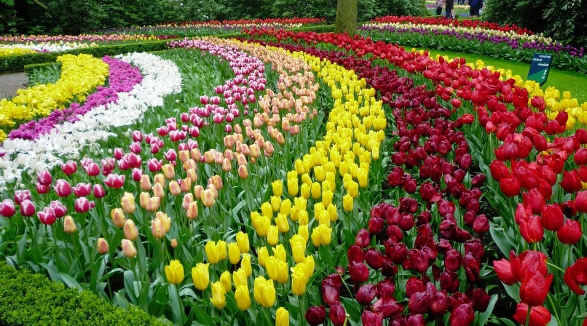 dalat flower garden
