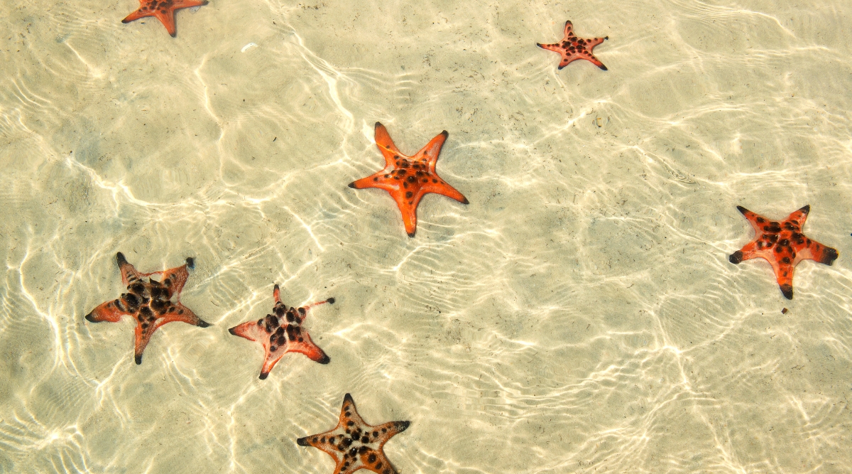 starfish rach vem beach