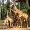 vinpearl safari phu quoc indochinatravelgroup com