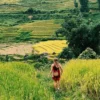 Sapa rice terraces