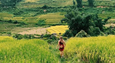 Sapa rice terraces